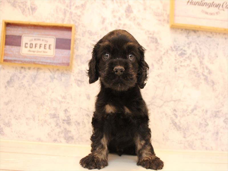 神奈川県のアメリカンコッカースパニエル (ワンラブフレスポ小田原シティーモール店/2025年11月2日生まれ/男の子/ブラックタン)の子犬の2枚目の画像