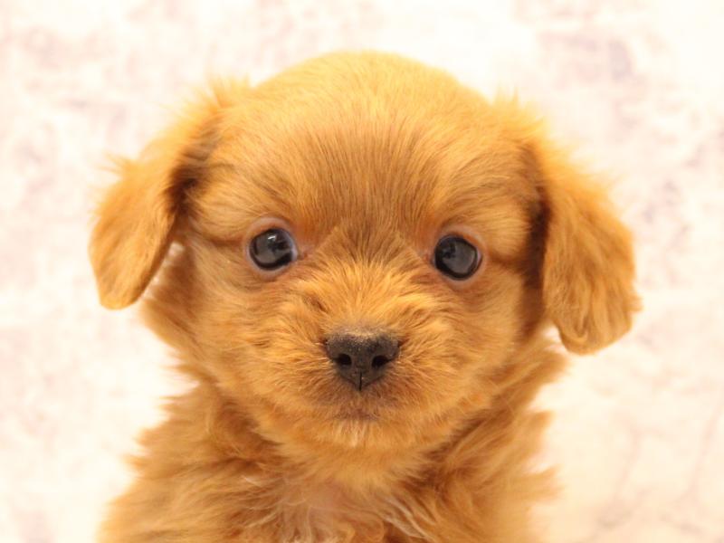 埼玉県のチワプー/プーチー(チワワ×プードル) (ワンラブ埼玉寄居店/2025年11月2日生まれ/男の子/レッド)の子犬の1枚目の画像