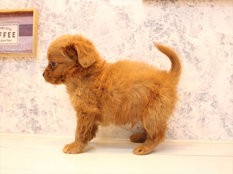 埼玉県のチワプー/プーチー(チワワ×プードル) (ワンラブ埼玉寄居店/2025年11月2日生まれ/男の子/レッド)の子犬の3枚目の画像