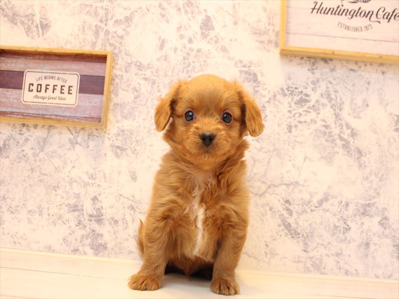 埼玉県のチワプー/プーチー(チワワ×プードル) (ワンラブ埼玉寄居店/2025年11月2日生まれ/男の子/レッド)の子犬の2枚目の画像