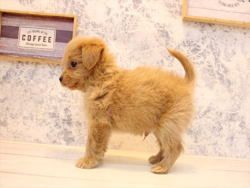 埼玉県のチワプー/プーチー(チワワ×プードル) (ワンラブ埼玉寄居店/2025年11月2日生まれ/男の子/アプリコット)の子犬の3枚目の画像