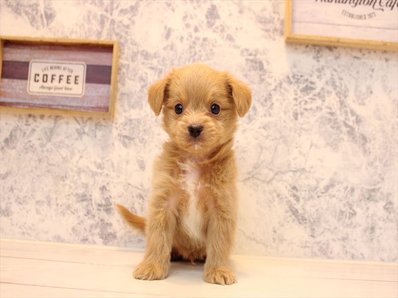 埼玉県のチワプー/プーチー(チワワ×プードル) (ワンラブ埼玉寄居店/2025年11月2日生まれ/男の子/アプリコット)の子犬の2枚目の画像