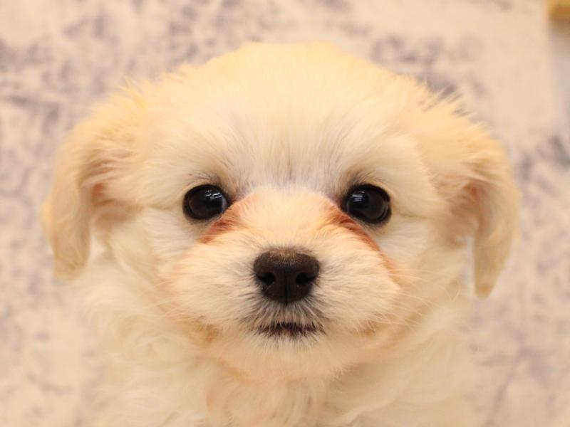 埼玉県のチワプー/プーチー(チワワ×プードル) (ワンラブ埼玉寄居店/2025年11月2日生まれ/男の子/ホワイト)の子犬の1枚目の画像