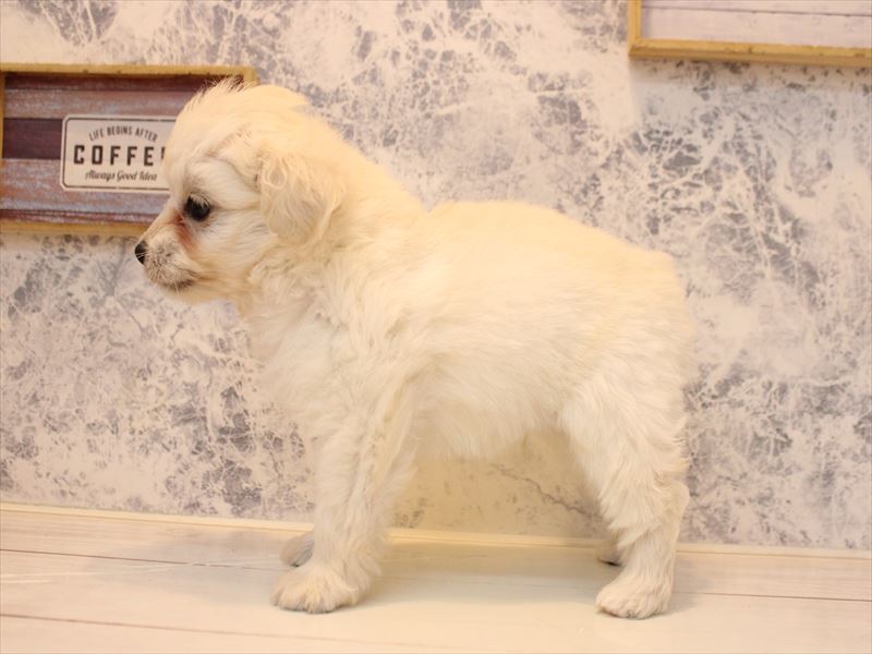 埼玉県のチワプー/プーチー(チワワ×プードル) (ワンラブ埼玉寄居店/2025年11月2日生まれ/男の子/ホワイト)の子犬の3枚目の画像