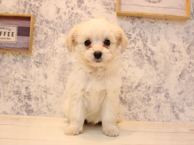 埼玉県のチワプー/プーチー(チワワ×プードル) (ワンラブ埼玉寄居店/2025年11月2日生まれ/男の子/ホワイト)の子犬の2枚目の画像