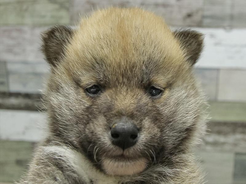 北海道の柴犬(標準サイズ) (ワンラブイオン手稲山口店/2025年11月8日生まれ/男の子/赤)の子犬の1枚目の画像