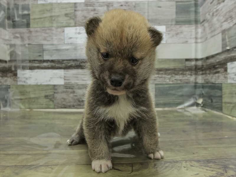 北海道の柴犬(標準サイズ) (ワンラブイオン手稲山口店/2025年11月8日生まれ/男の子/赤)の子犬の3枚目の画像