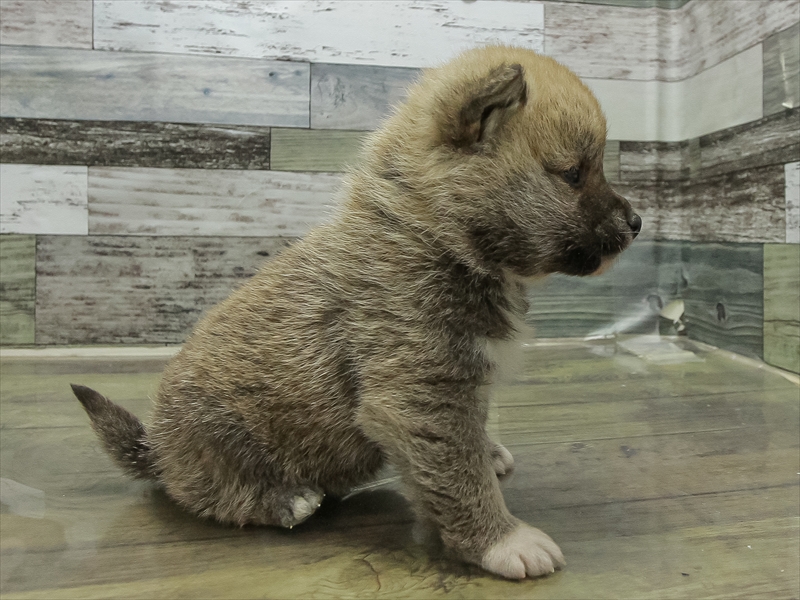 北海道の柴犬(標準サイズ) (ワンラブイオン手稲山口店/2025年11月8日生まれ/男の子/赤)の子犬の2枚目の画像