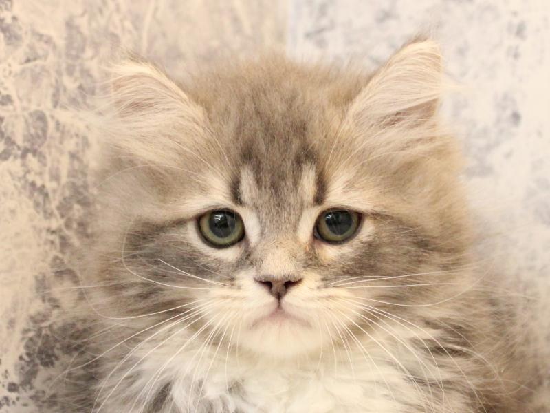 埼玉県のラガマフィン (ワンラブ埼玉寄居店/2025年11月7日生まれ/男の子/ブルータビーホワイト)の子猫の1枚目の画像