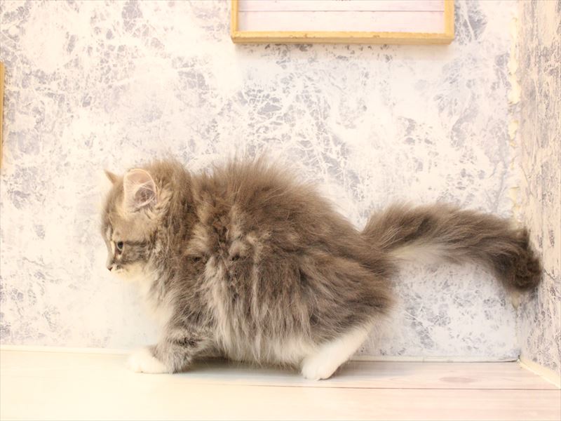 埼玉県のラガマフィン (ワンラブ埼玉寄居店/2025年11月7日生まれ/男の子/ブルータビーホワイト)の子猫の3枚目の画像