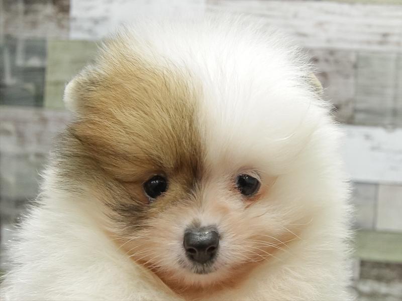 滋賀県のポメラニアン (ワンラブピエリ守山店/2025年11月8日生まれ/男の子/パーティーカラー)の子犬の1枚目の画像
