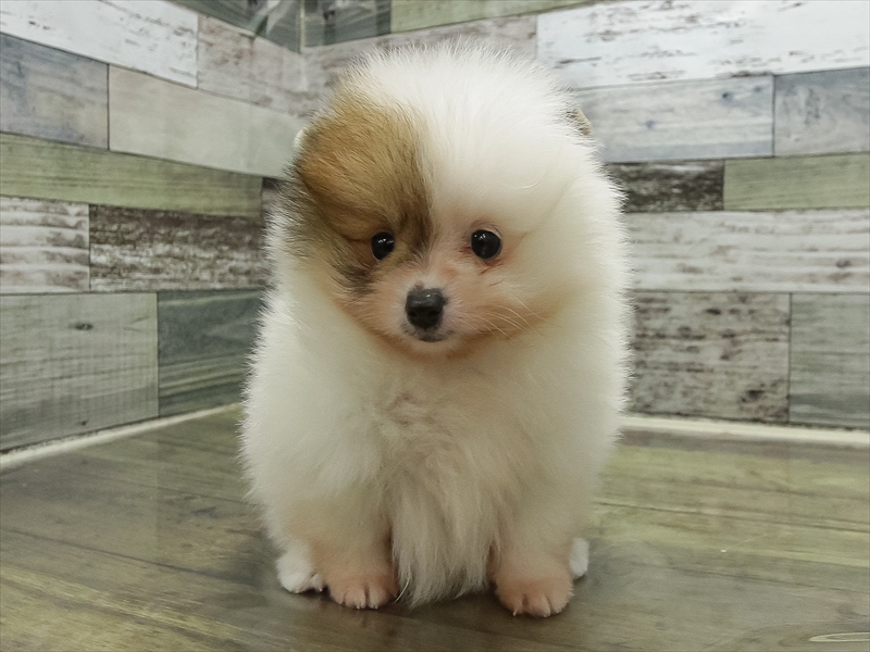 滋賀県のポメラニアン (ワンラブピエリ守山店/2025年11月8日生まれ/男の子/パーティーカラー)の子犬の3枚目の画像