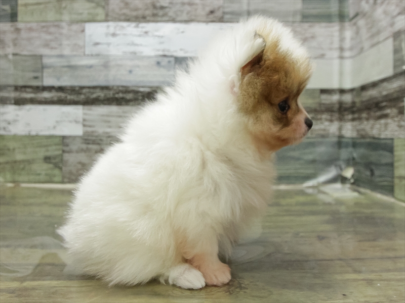 滋賀県のポメラニアン (ワンラブピエリ守山店/2025年11月8日生まれ/男の子/パーティーカラー)の子犬の2枚目の画像