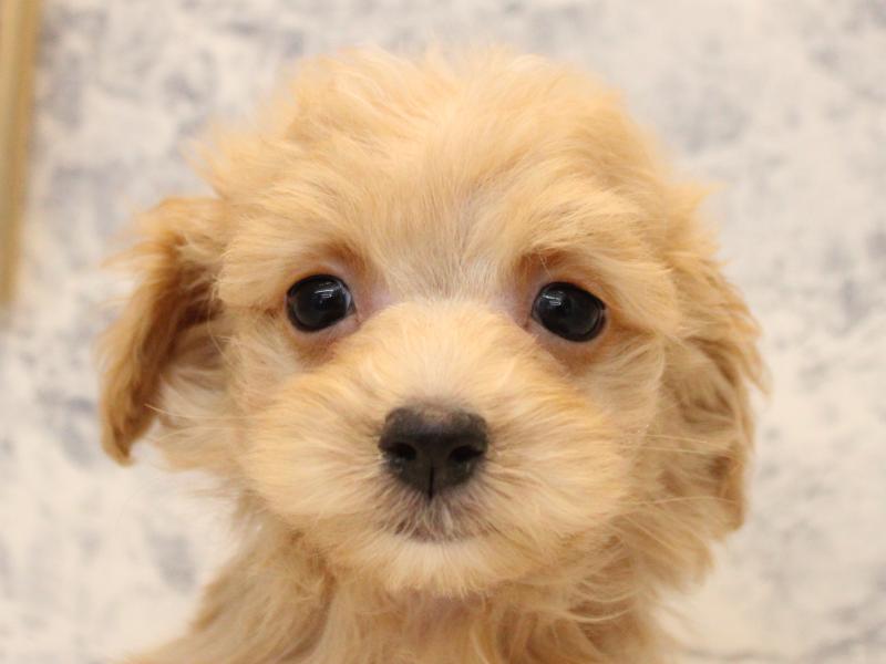 埼玉県のマルプー(マルチーズ×プードル) (ワンラブカインズ熊谷籠原店/2025年11月7日生まれ/男の子/アプリコット)の子犬の1枚目の画像