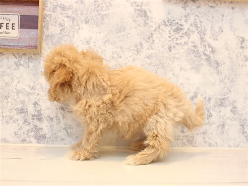 埼玉県のマルプー(マルチーズ×プードル) (ワンラブカインズ熊谷籠原店/2025年11月7日生まれ/男の子/アプリコット)の子犬の3枚目の画像