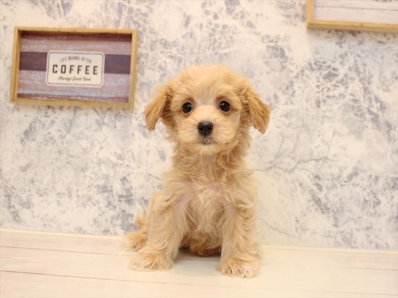 埼玉県のマルプー(マルチーズ×プードル) (ワンラブカインズ熊谷籠原店/2025年11月7日生まれ/男の子/アプリコット)の子犬の2枚目の画像