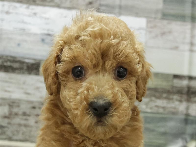 福岡県のトイプードル(トイ) (ワンラブ福岡総本店/2025年11月7日生まれ/男の子/アプリコット)の子犬の1枚目の画像