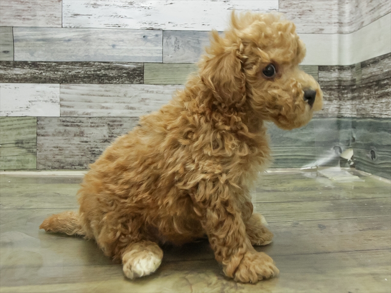 福岡県のトイプードル(トイ) (ワンラブ福岡総本店/2025年11月7日生まれ/男の子/アプリコット)の子犬の2枚目の画像