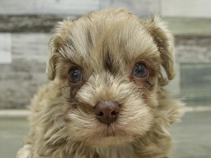 福岡県のチワプー/プーチー(チワワ×プードル) (ワンラブ福岡総本店/2025年11月1日生まれ/男の子/チョコレートマール)の子犬の1枚目の画像