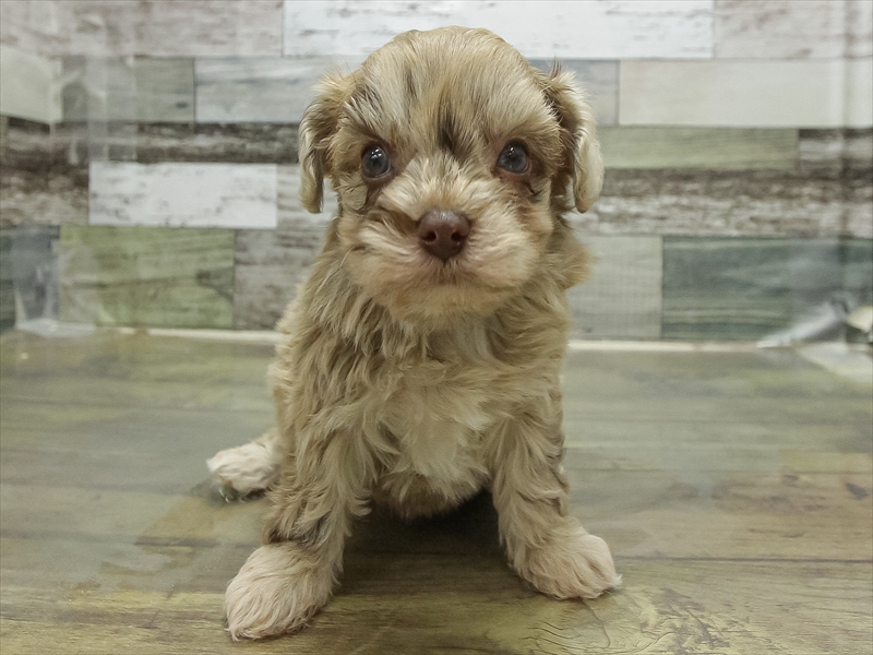 福岡県のチワプー/プーチー(チワワ×プードル) (ワンラブ福岡総本店/2025年11月1日生まれ/男の子/チョコレートマール)の子犬の3枚目の画像