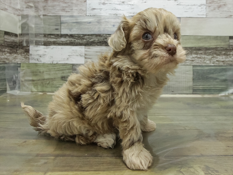 福岡県のチワプー/プーチー(チワワ×プードル) (ワンラブ福岡総本店/2025年11月1日生まれ/男の子/チョコレートマール)の子犬の2枚目の画像