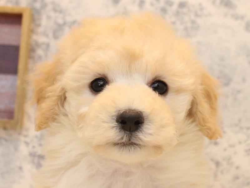 福岡県のトイプードル(トイ) (ワンラブ福岡総本店/2025年11月8日生まれ/女の子/クリーム)の子犬の1枚目の画像