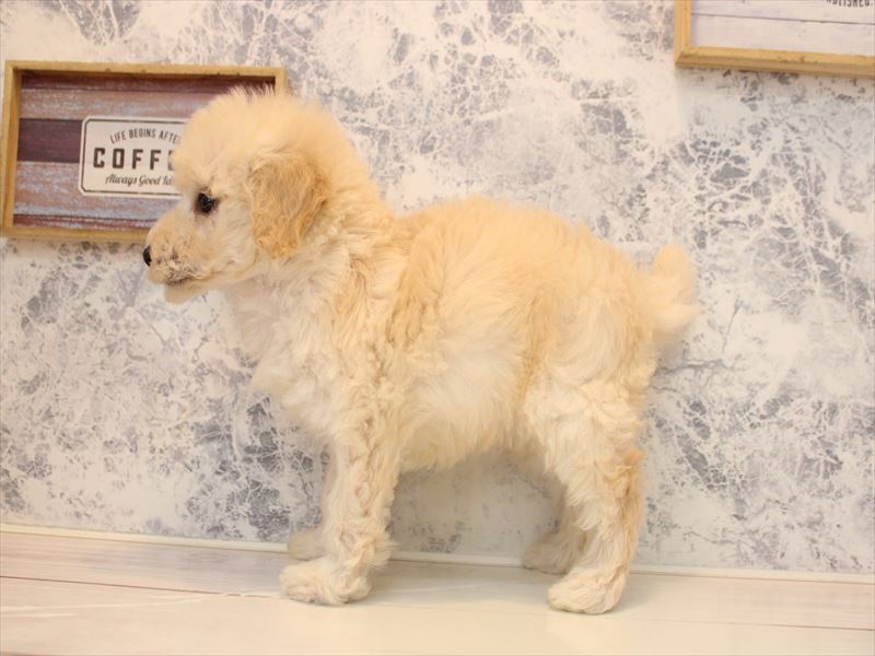 福岡県のトイプードル(トイ) (ワンラブ福岡総本店/2025年11月8日生まれ/女の子/クリーム)の子犬の3枚目の画像