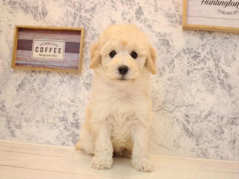 福岡県のトイプードル(トイ) (ワンラブ福岡総本店/2025年11月8日生まれ/女の子/クリーム)の子犬の2枚目の画像