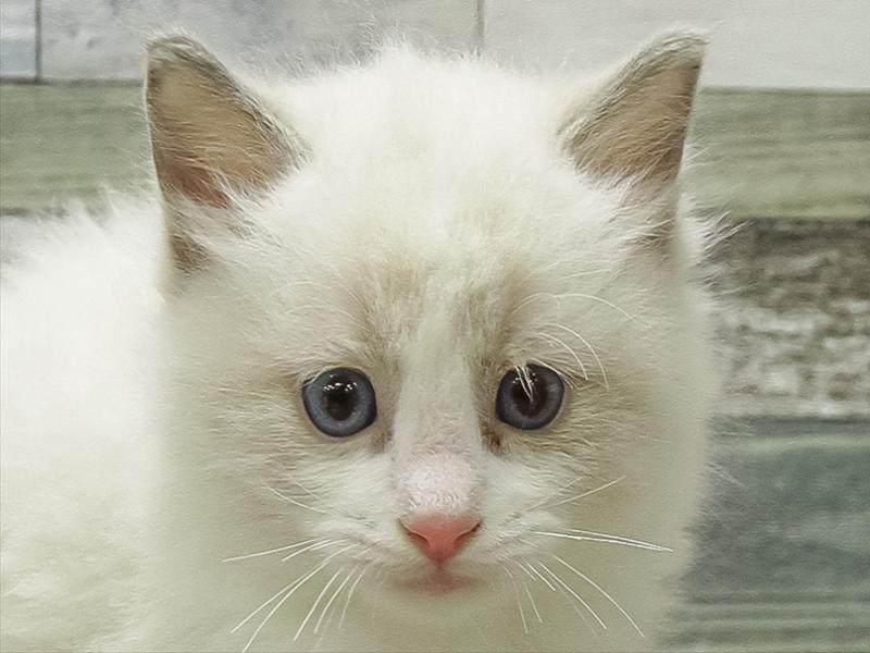 静岡県のラグドール (ワンラブららぽーと沼津店/2025年11月8日生まれ/男の子/ブルーポイントバイカラー)の子猫