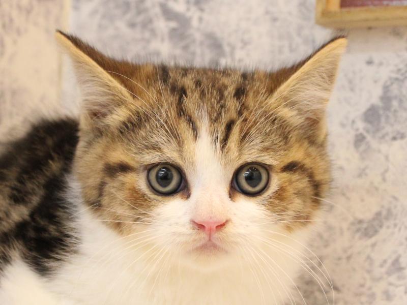 埼玉県のスコティッシュフォールド (ワンラブカインズ朝霞店/2025年11月6日生まれ/男の子/ブラウンタビーホワイト)の子猫の1枚目の画像