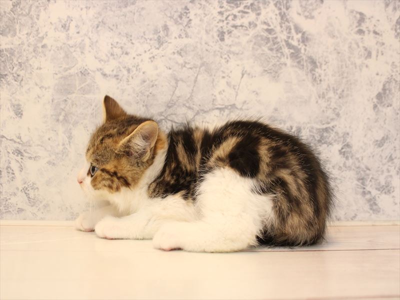 埼玉県のスコティッシュフォールド (ワンラブカインズ朝霞店/2025年11月6日生まれ/男の子/ブラウンタビーホワイト)の子猫の3枚目の画像