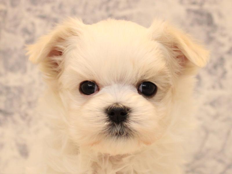 熊本県のマルチーズ (ワンラブイオンタウン西熊本店/2025年11月7日生まれ/男の子/ホワイト)の子犬の1枚目の画像