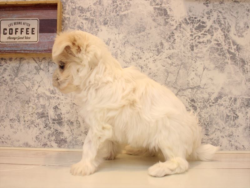 熊本県のマルチーズ (ワンラブイオンタウン西熊本店/2025年11月7日生まれ/男の子/ホワイト)の子犬の3枚目の画像