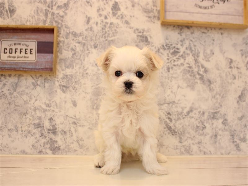 熊本県のマルチーズ (ワンラブイオンタウン西熊本店/2025年11月7日生まれ/男の子/ホワイト)の子犬の2枚目の画像