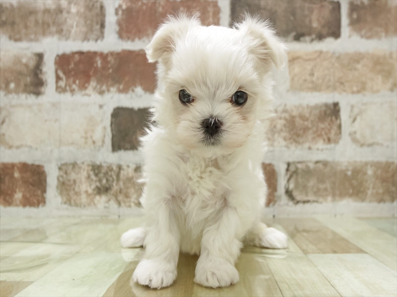 鹿児島県のマルチーズ (ワンラブニシムタ N'sCITY谷山店/2025年11月7日生まれ/男の子/ホワイト)の子犬の3枚目の画像