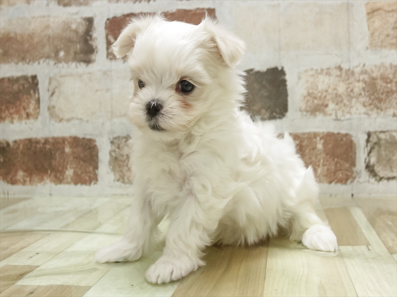 鹿児島県のマルチーズ (ワンラブニシムタ N'sCITY谷山店/2025年11月7日生まれ/男の子/ホワイト)の子犬の2枚目の画像