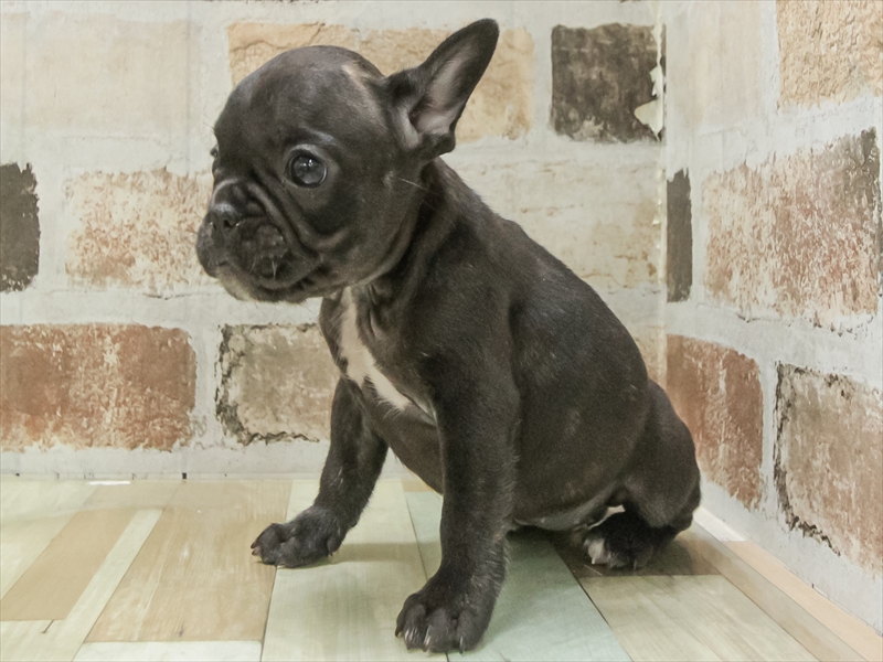 滋賀県のフレンチブルドッグ (ワンラブピエリ守山店/2025年11月7日生まれ/女の子/ブリンドル)の子犬の2枚目の画像