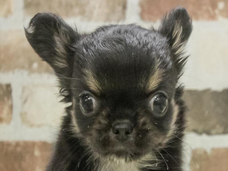 愛知県のチワワ(ロング) (ワンラブ名古屋守山インター総本店/2025年11月9日生まれ/女の子/ブラックタンホワイト)の子犬の1枚目の画像