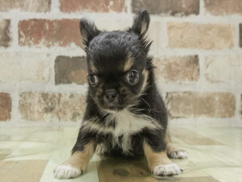 愛知県のチワワ(ロング) (ワンラブ名古屋守山インター総本店/2025年11月9日生まれ/女の子/ブラックタンホワイト)の子犬の3枚目の画像