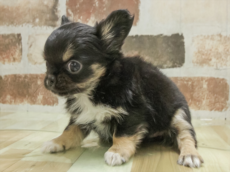 愛知県のチワワ(ロング) (ワンラブ名古屋守山インター総本店/2025年11月9日生まれ/女の子/ブラックタンホワイト)の子犬の2枚目の画像