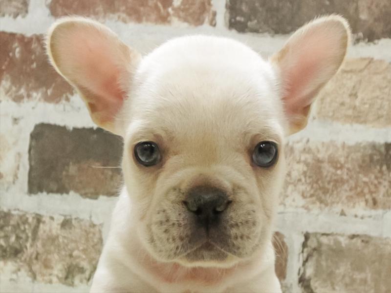 愛知県のフレンチブルドッグ (ワンラブ名古屋守山インター総本店/2025年11月6日生まれ/男の子/クリーム)の子犬の1枚目の画像