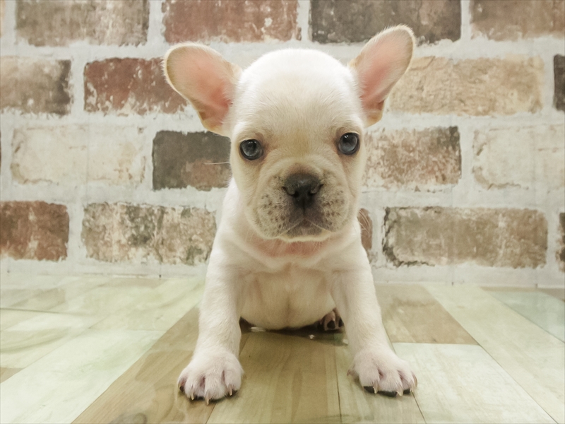 愛知県のフレンチブルドッグ (ワンラブ名古屋守山インター総本店/2025年11月6日生まれ/男の子/クリーム)の子犬の3枚目の画像