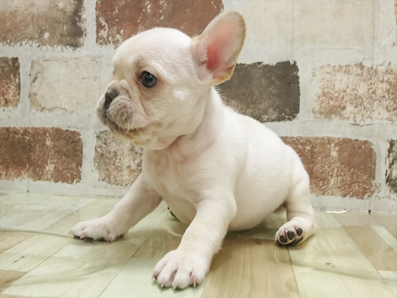 愛知県のフレンチブルドッグ (ワンラブ名古屋守山インター総本店/2025年11月6日生まれ/男の子/クリーム)の子犬の2枚目の画像