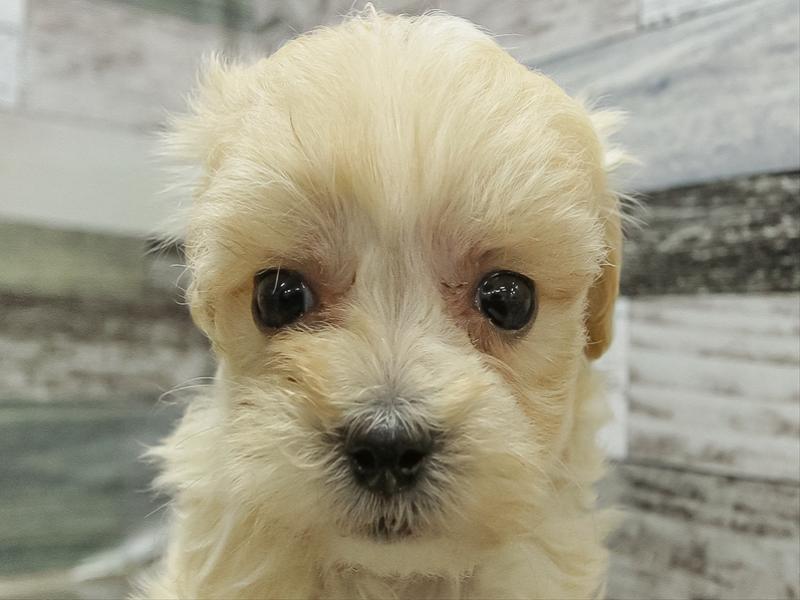 静岡県のマルプー(マルチーズ×プードル) (ワンラブ浜松本店/2025年11月5日生まれ/女の子/アプリコット)の子犬の1枚目の画像