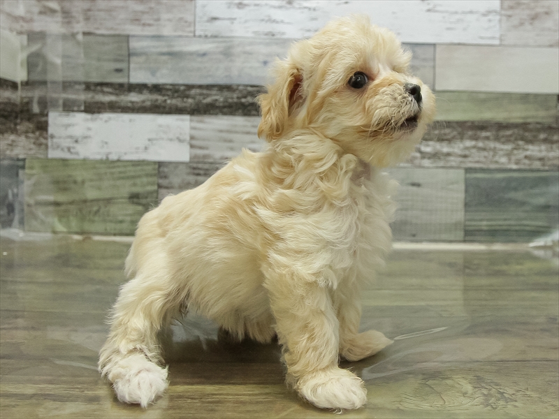 静岡県のマルプー(マルチーズ×プードル) (ワンラブ浜松本店/2025年11月5日生まれ/女の子/アプリコット)の子犬の2枚目の画像