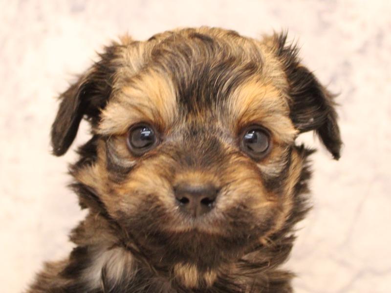 埼玉県のチワプー/プーチー(チワワ×プードル) (ワンラブ埼玉寄居店/2025年11月9日生まれ/女の子/シェーデットレッド)の子犬の1枚目の画像