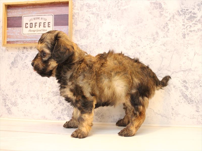 埼玉県のチワプー/プーチー(チワワ×プードル) (ワンラブ埼玉寄居店/2025年11月9日生まれ/女の子/シェーデットレッド)の子犬の3枚目の画像