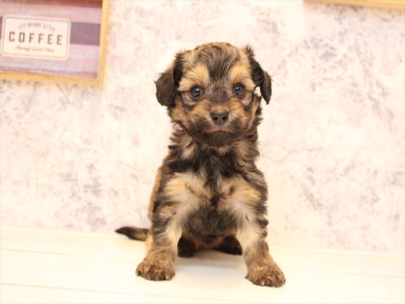 埼玉県のチワプー/プーチー(チワワ×プードル) (ワンラブ埼玉寄居店/2025年11月9日生まれ/女の子/シェーデットレッド)の子犬の2枚目の画像