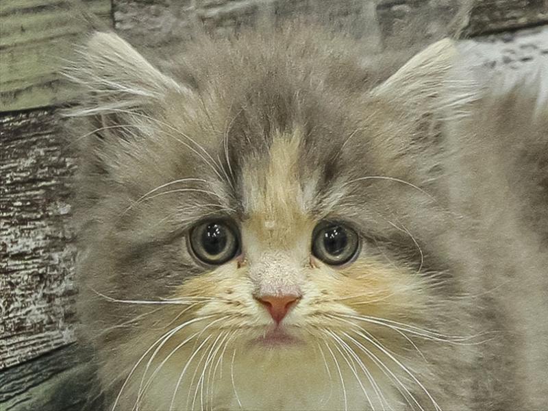 岩手県のマンチカン (ワンラブイオンモール盛岡店/2025年11月7日生まれ/女の子/ダイリュートキャリコ)の子猫の1枚目の画像