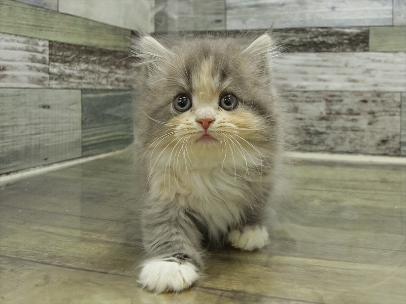 岩手県のマンチカン (ワンラブイオンモール盛岡店/2025年11月7日生まれ/女の子/ダイリュートキャリコ)の子猫の3枚目の画像